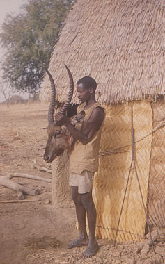 cob