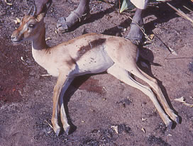 gazelle